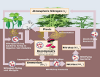 nitrogen cycle